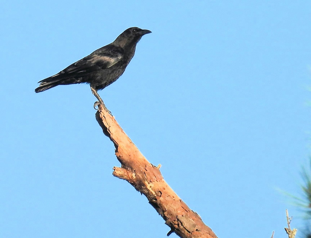 American Crow - ML643500242