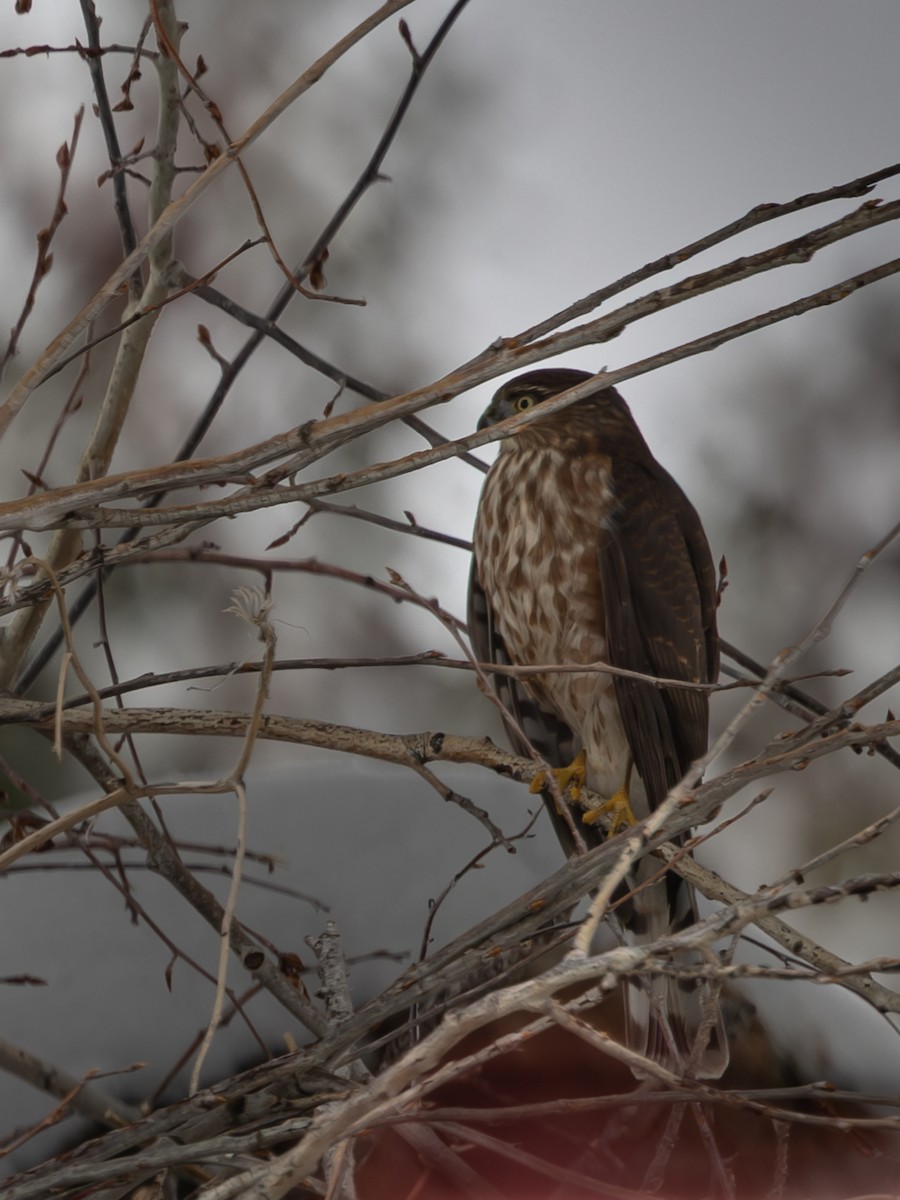 Sharp-shinned Hawk - ML643500250