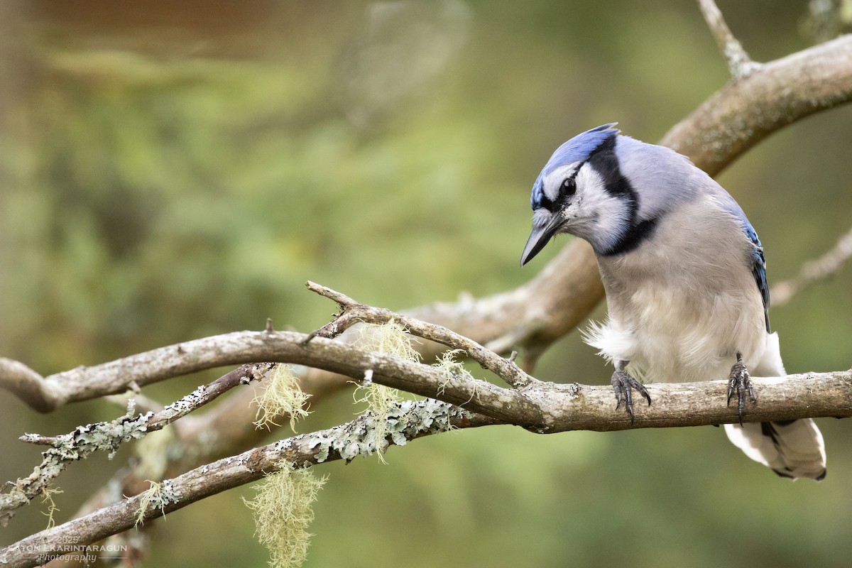 Blue Jay - ML643500252