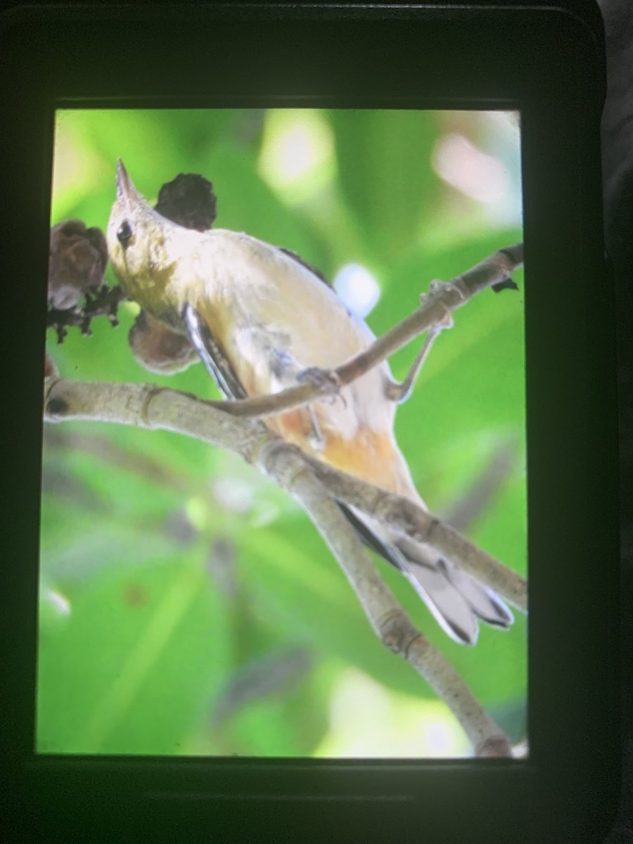 Bay-breasted Warbler - ML643500277