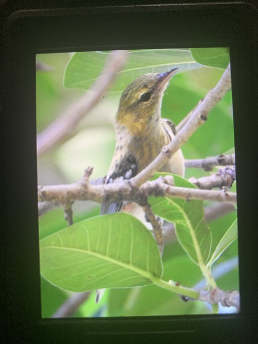 Bay-breasted Warbler - ML643500278