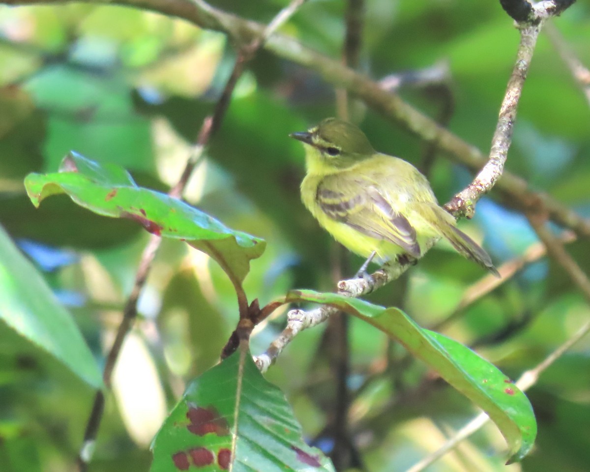 Yellow Tyrannulet - ML643500297