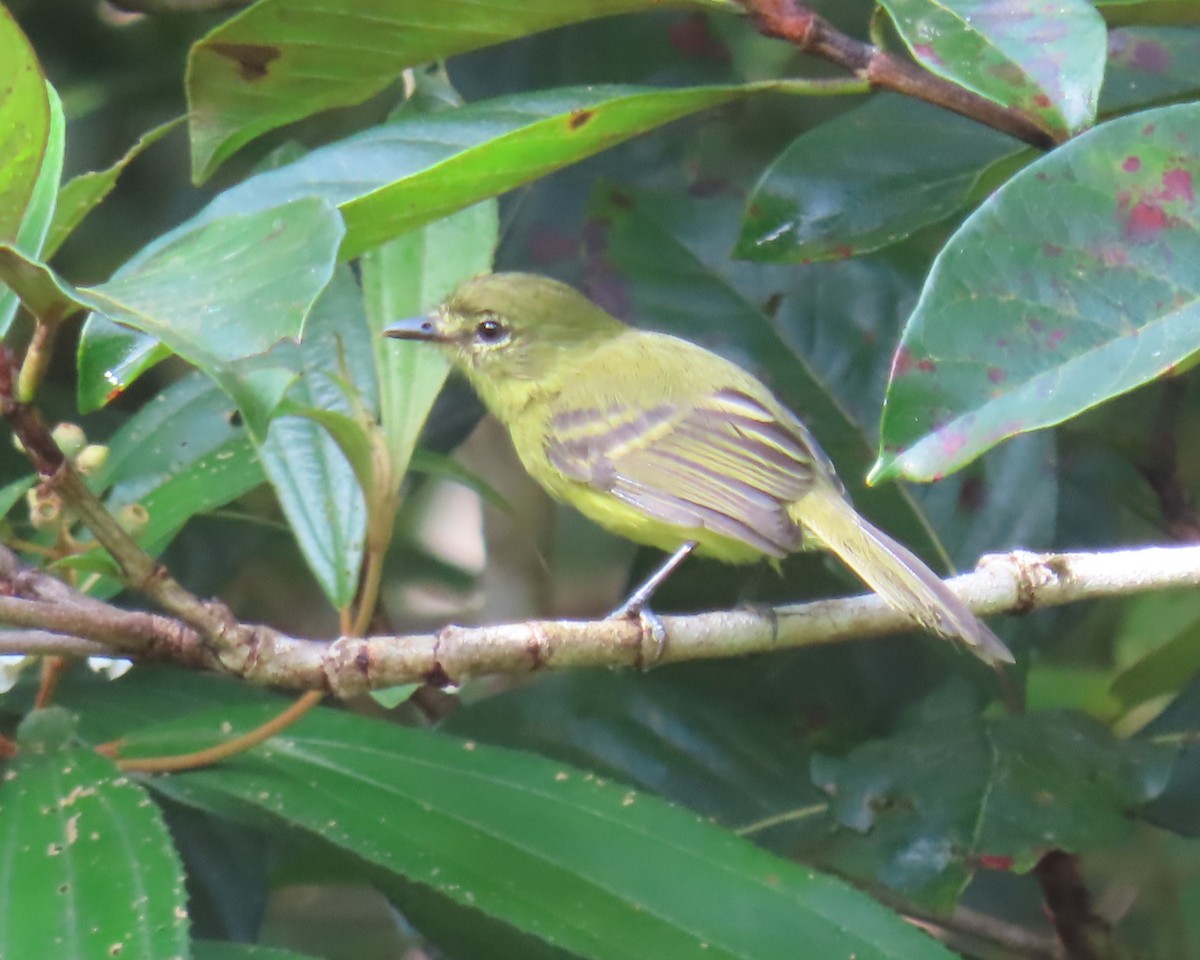 Yellow Tyrannulet - ML643500298