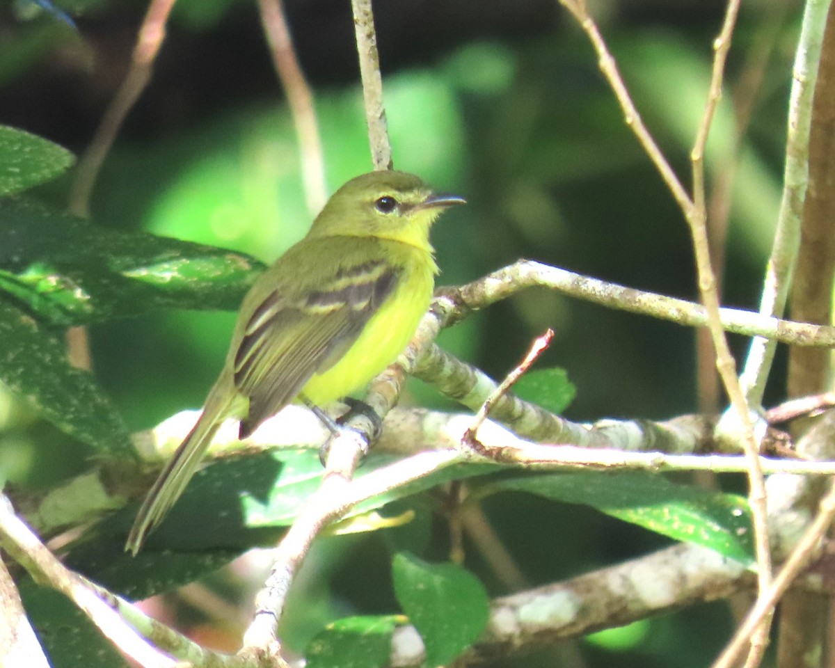 Yellow Tyrannulet - ML643500299