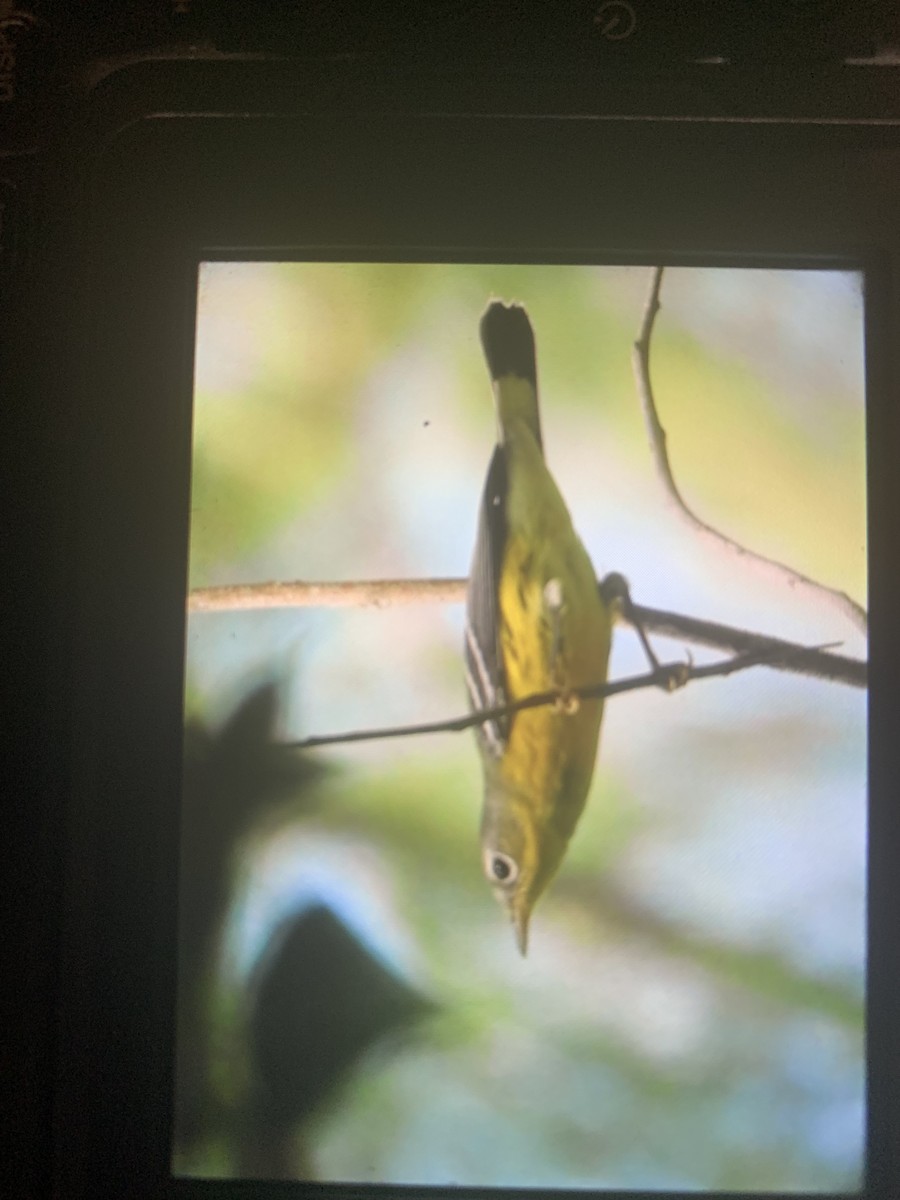 Magnolia Warbler - ML643500305