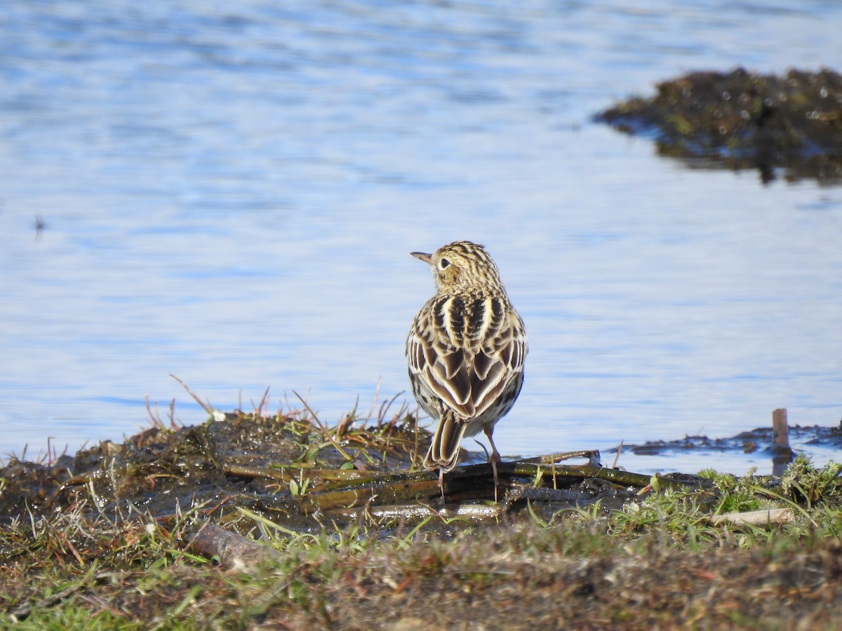 Correndera Pipit - ML643500317