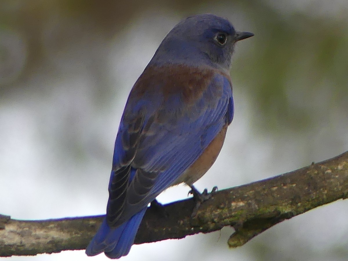 Western Bluebird - ML643500326
