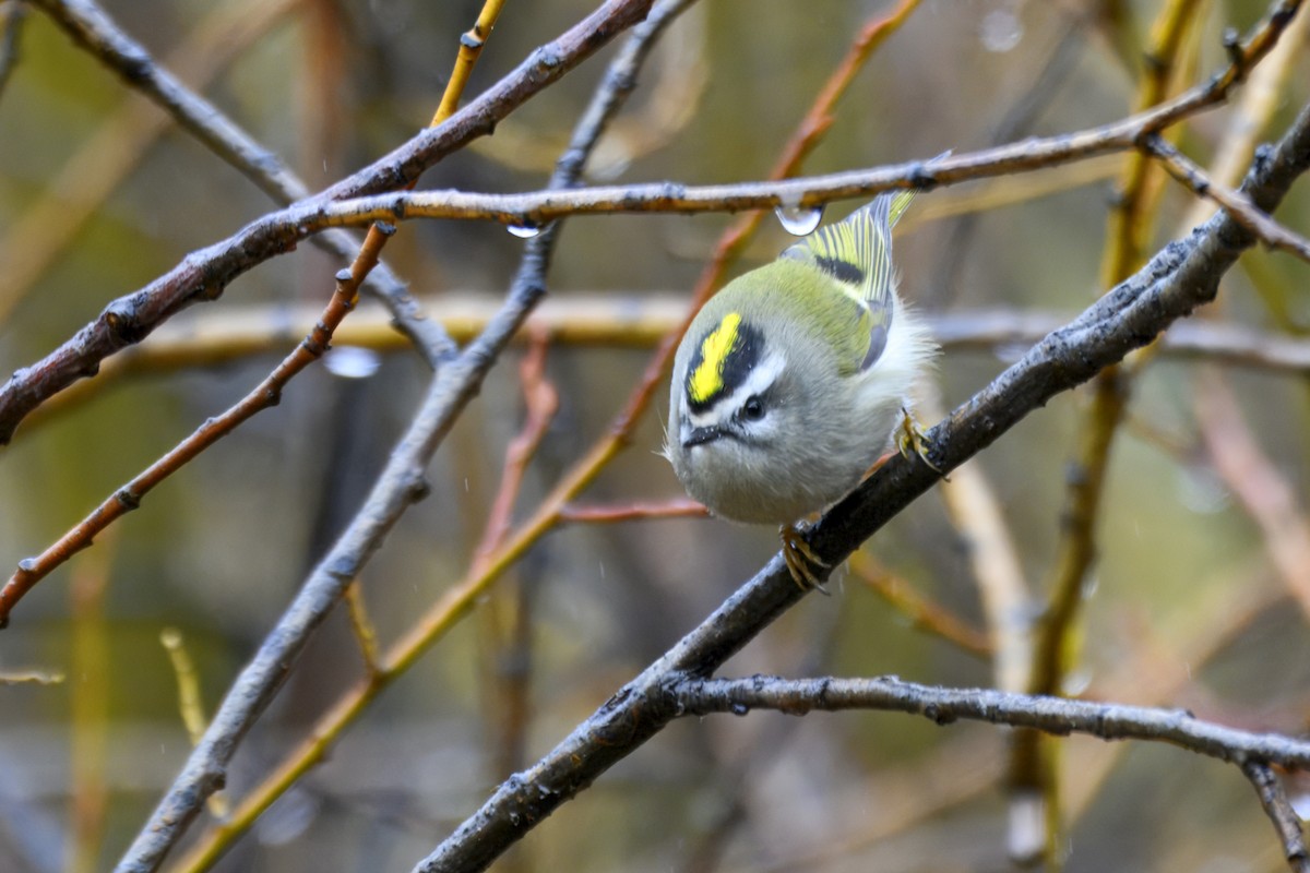 Golden-crowned Kinglet - ML643500339