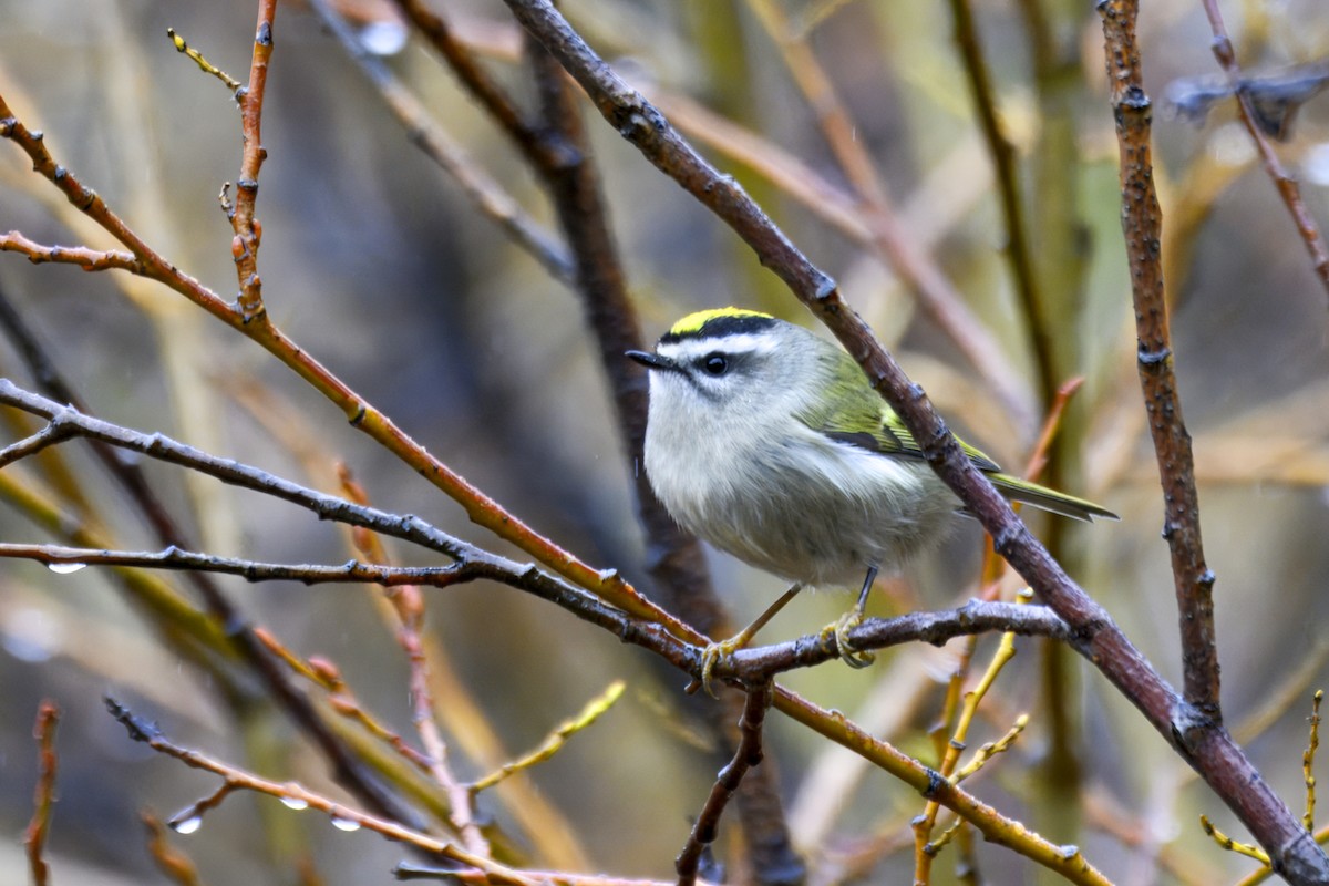 Golden-crowned Kinglet - ML643500340