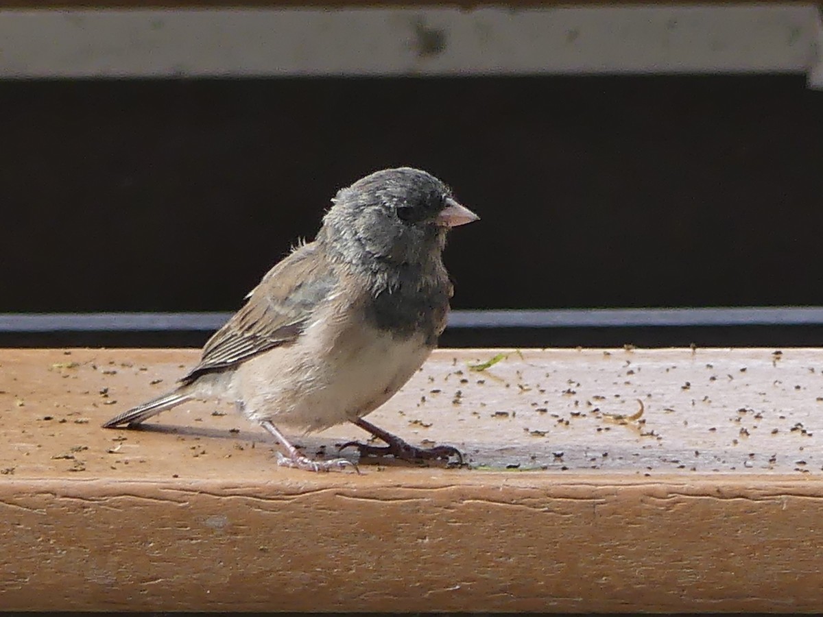 Dark-eyed Junco - ML643500352
