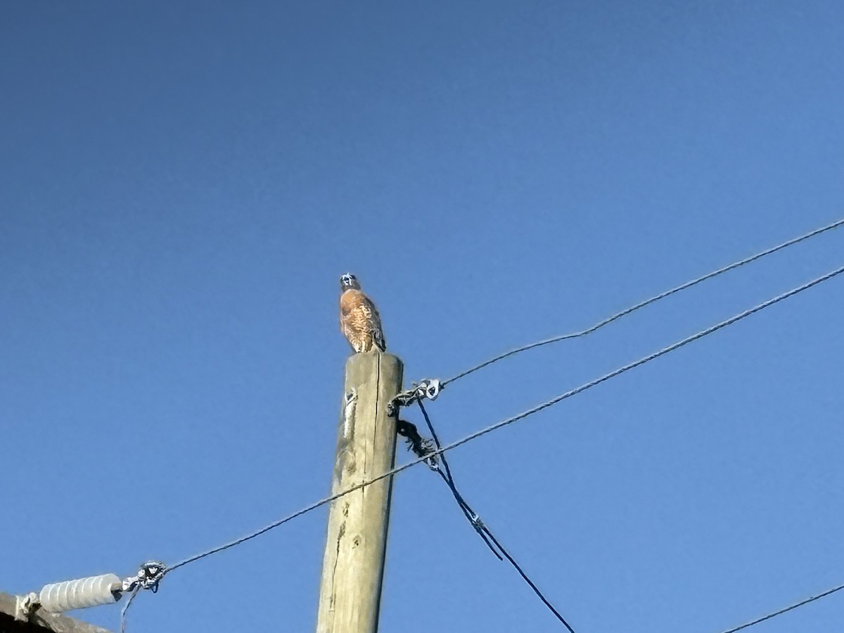 Red-shouldered Hawk - ML643500361