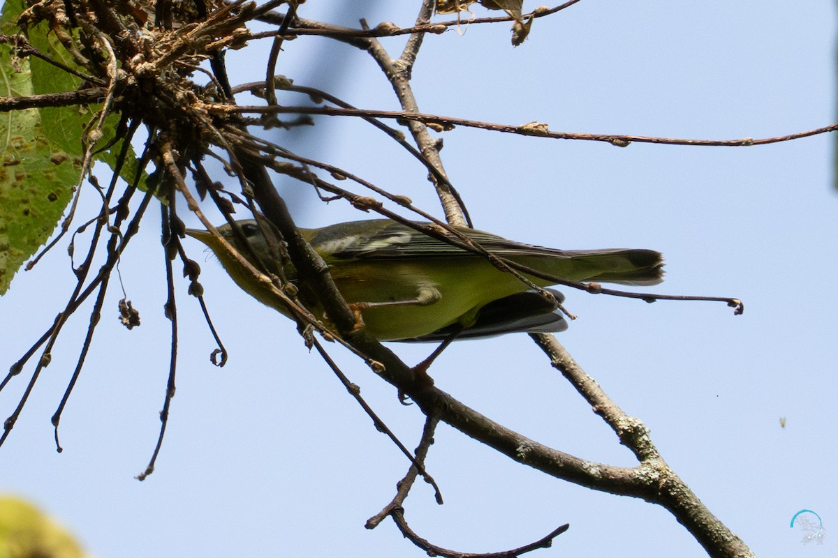 Northern Parula - ML643500362