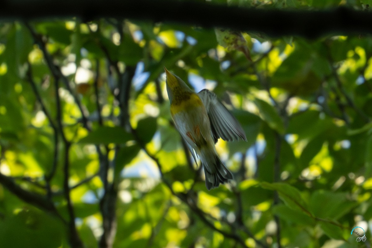 Northern Parula - ML643500363