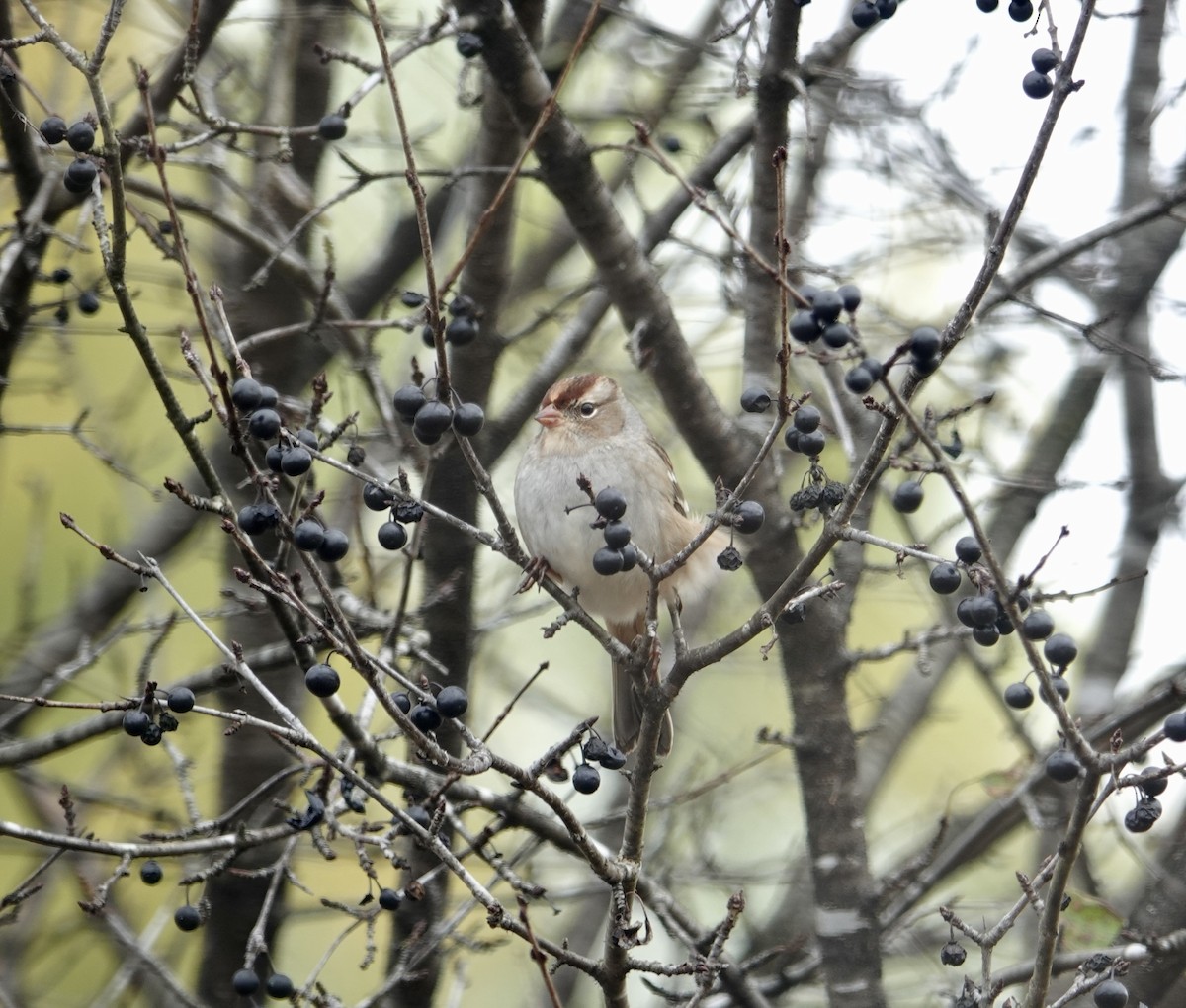Bruant à couronne blanche - ML643500383