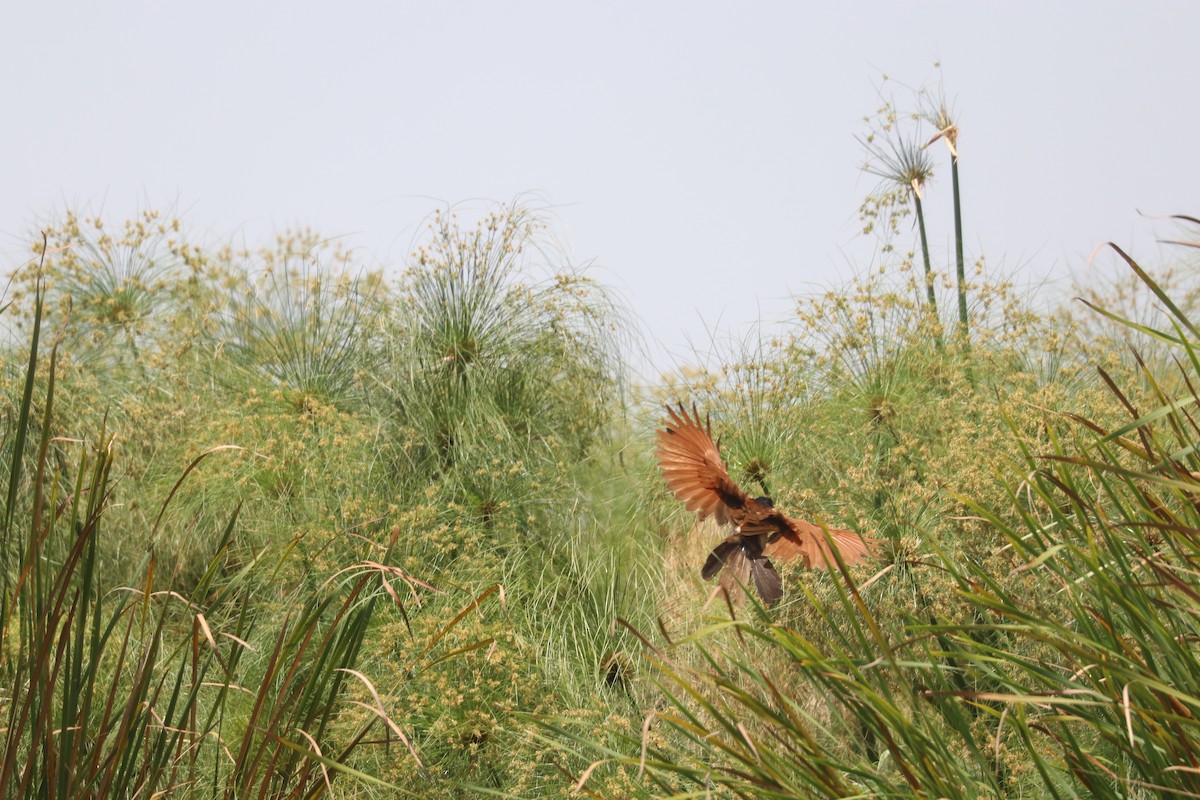 Coppery-tailed Coucal - ML643500384