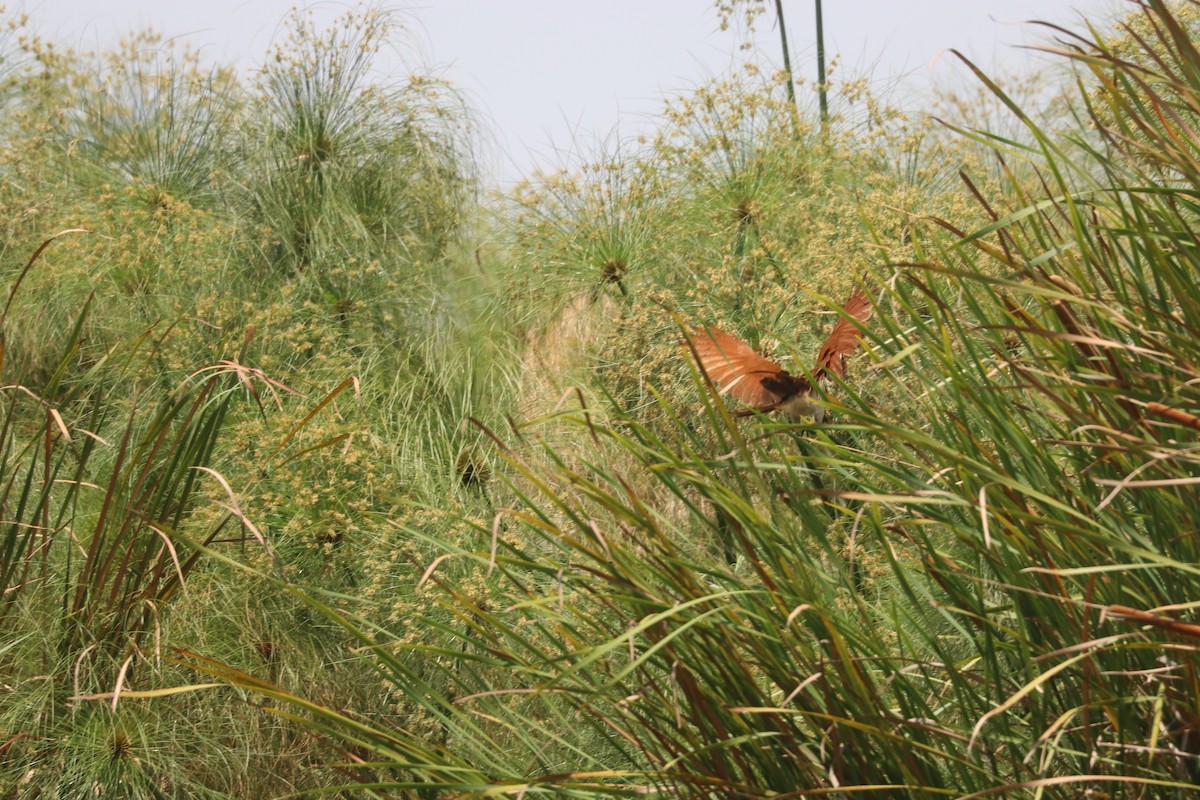 Coppery-tailed Coucal - ML643500389