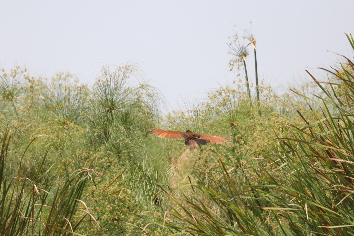 Coppery-tailed Coucal - ML643500390