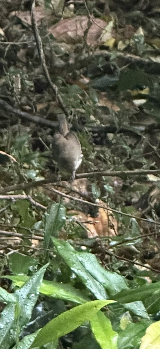 Brown Gerygone - ML643500396