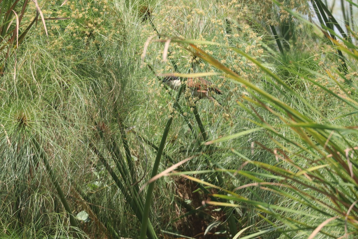 Coppery-tailed Coucal - ML643500400