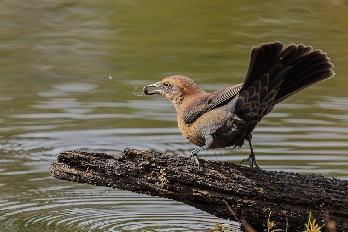 Rusty Blackbird - ML643500413