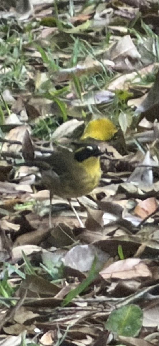 Yellow-throated Scrubwren - ML643500426