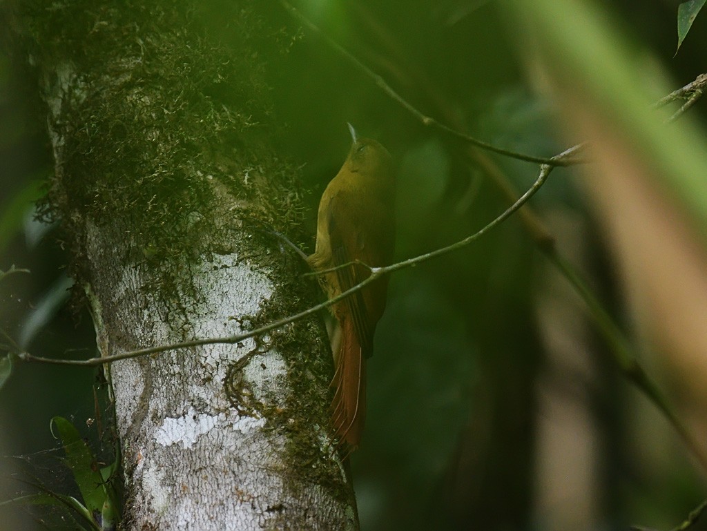 Olivaceous Woodcreeper - ML643500431