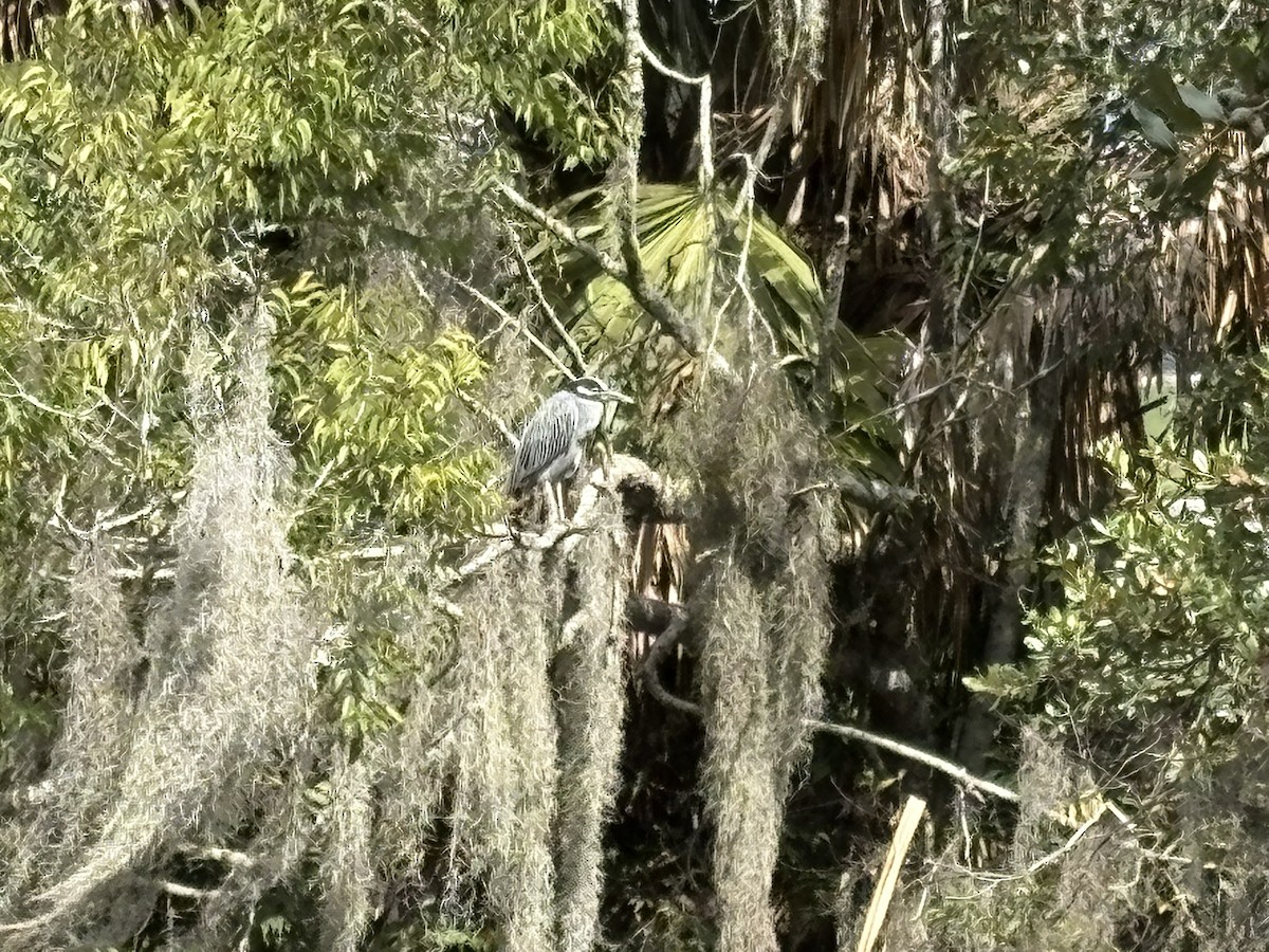 Yellow-crowned Night Heron - ML643500432