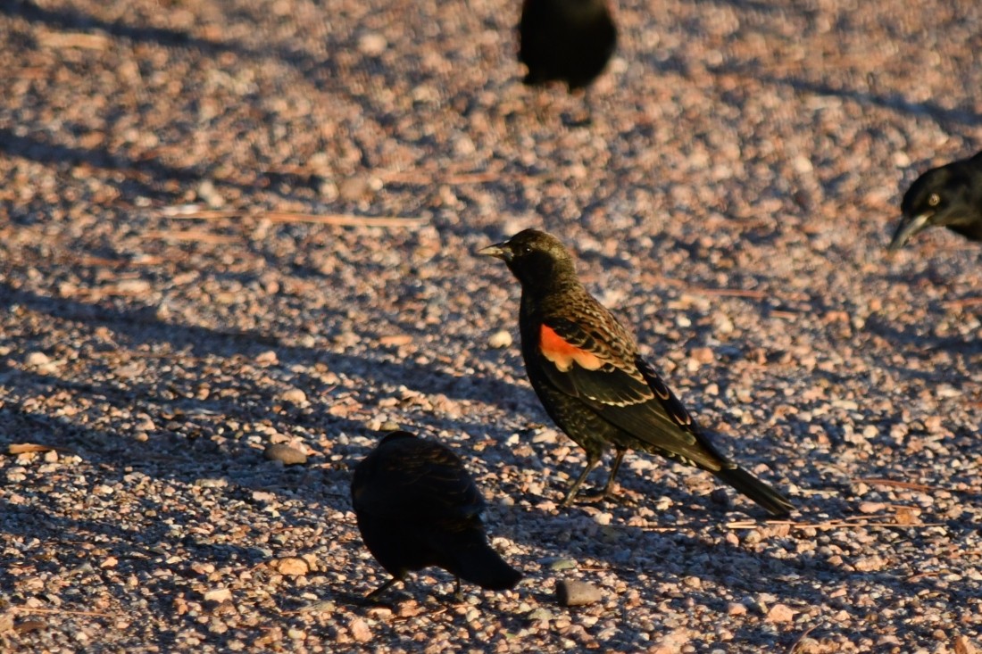 Red-winged Blackbird - ML643500441
