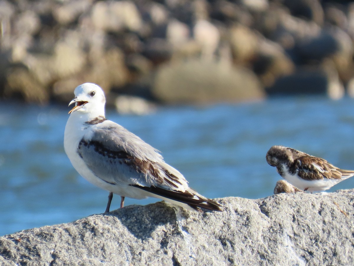 Black-legged Kittiwake - ML643500455