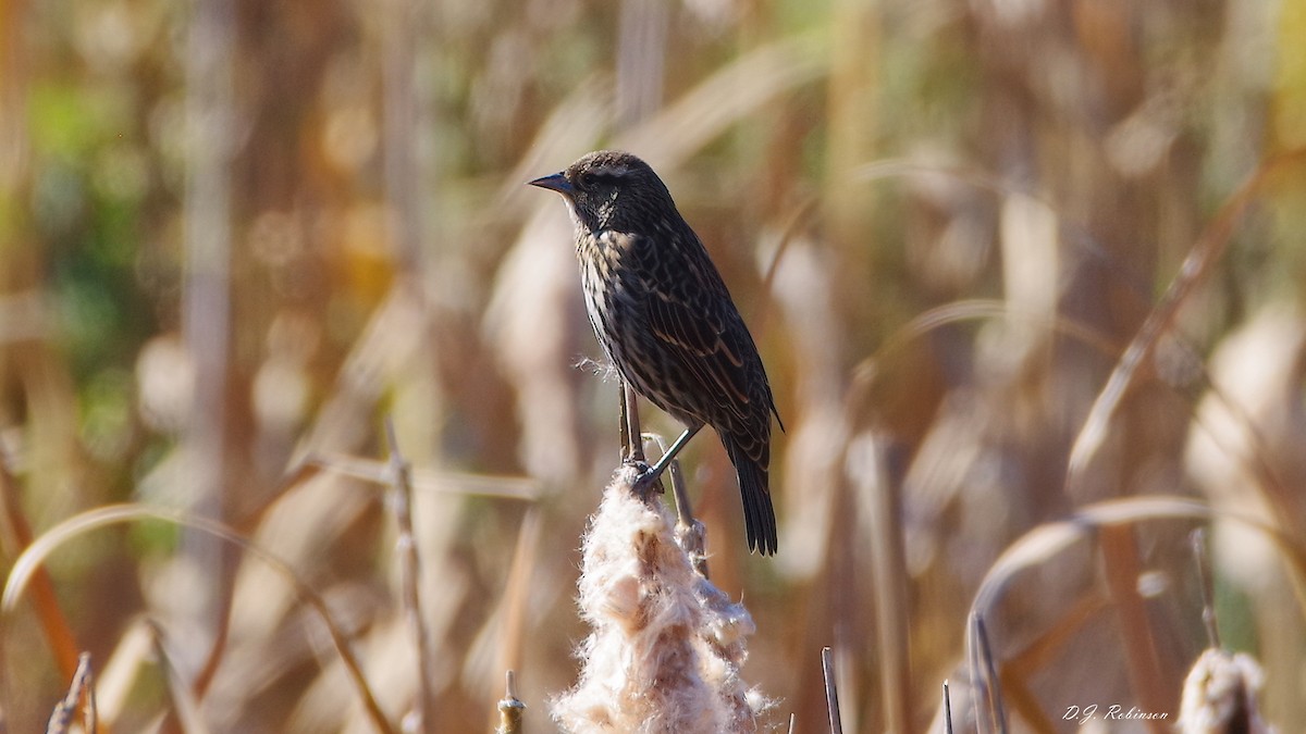 Red-winged Blackbird - ML643500462