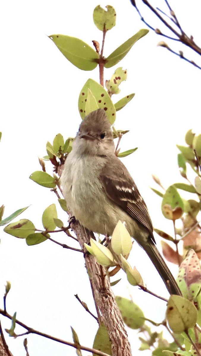 Plain-crested Elaenia - ML643500466