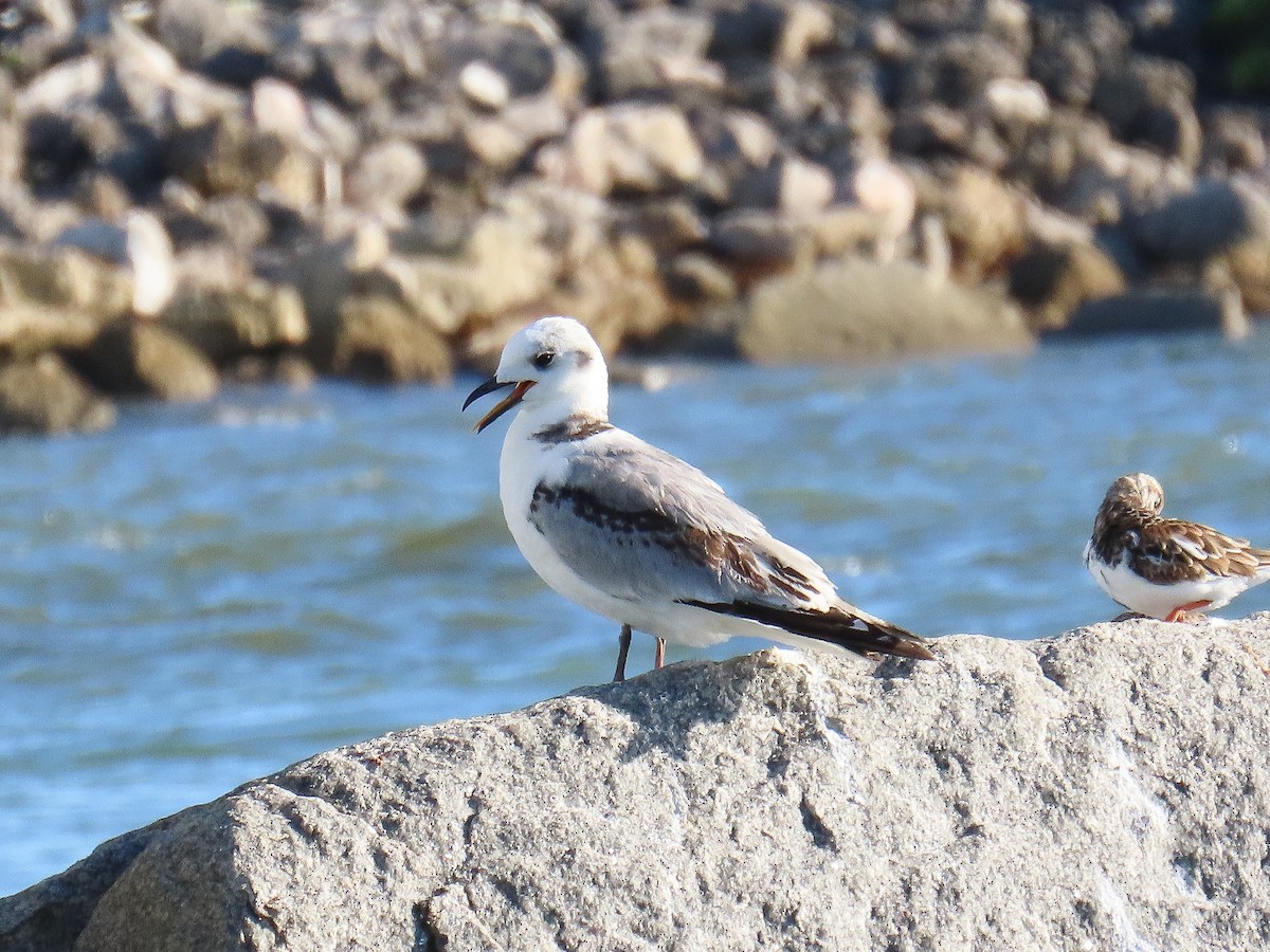 Black-legged Kittiwake - ML643500468