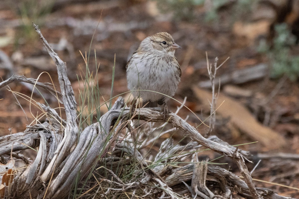 Chipping Sparrow - ML643500477
