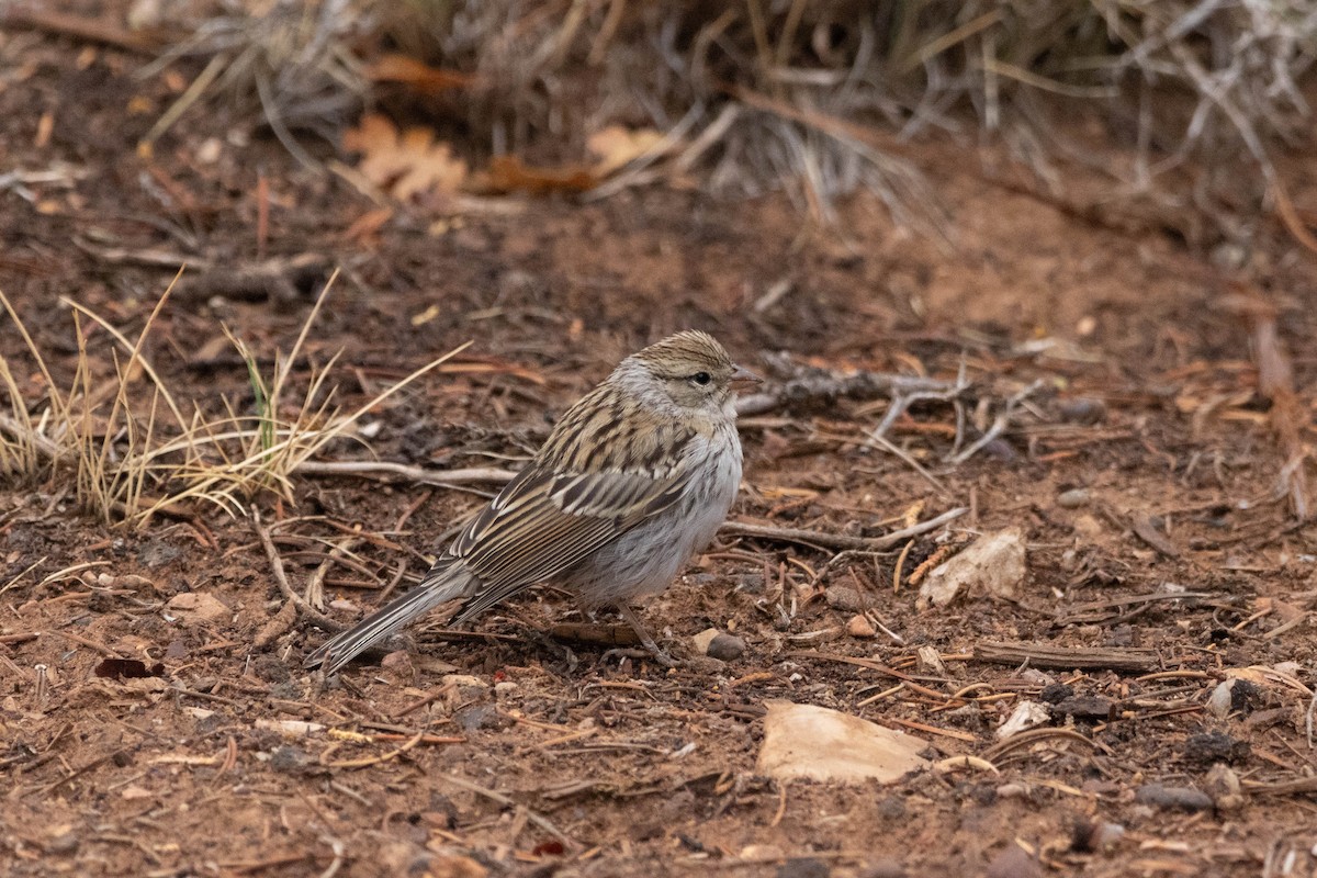 Chipping Sparrow - ML643500479