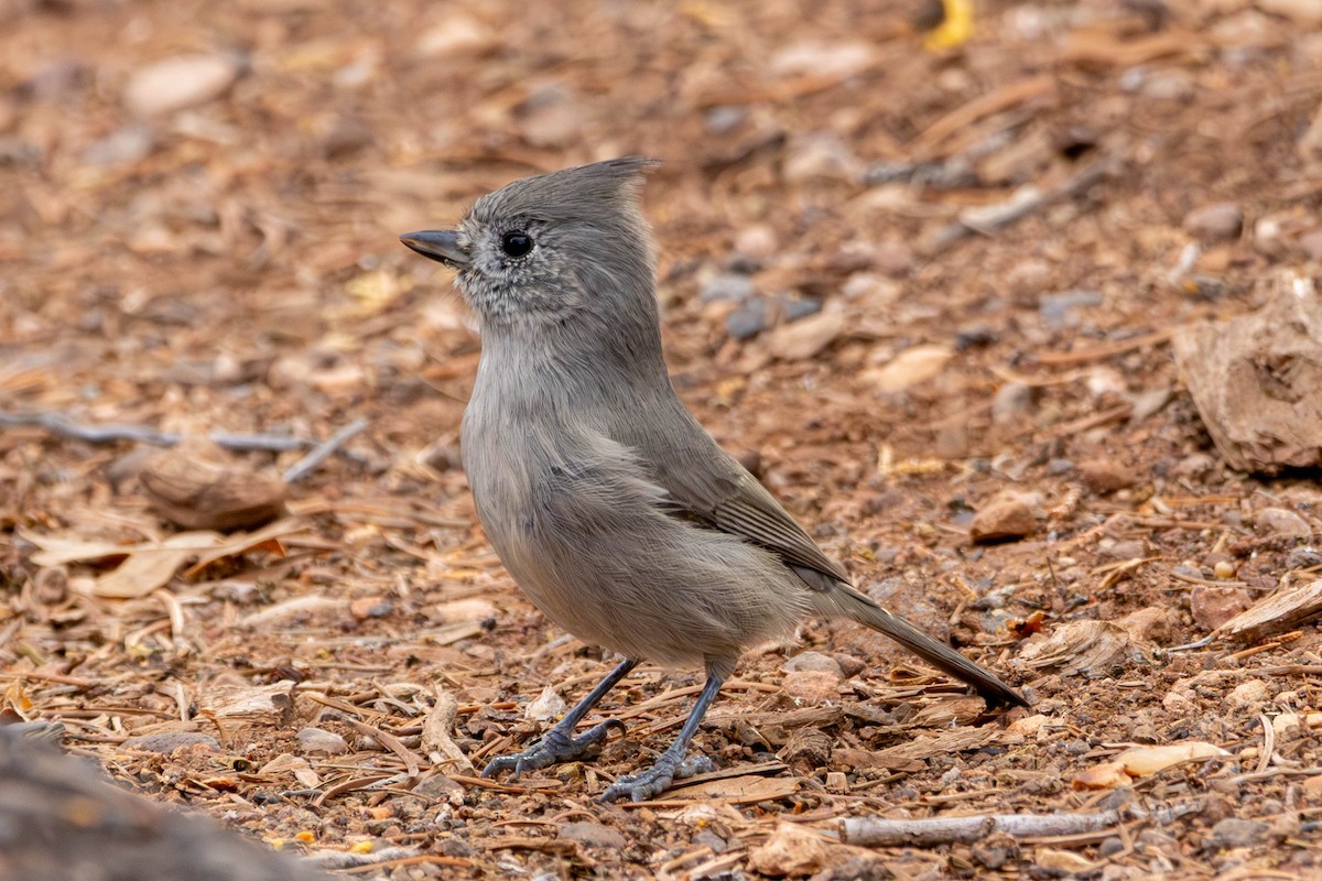Juniper Titmouse - ML643500507