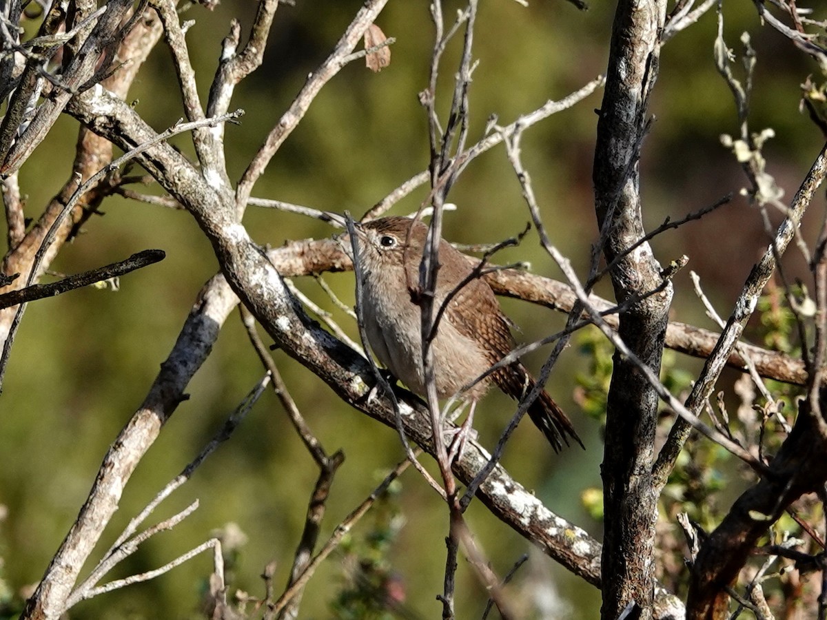 Northern House Wren - ML643500573