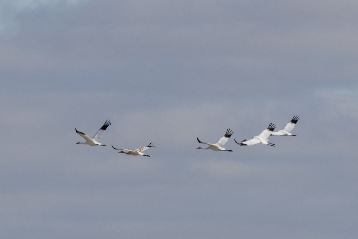 Whooping Crane - ML643500578
