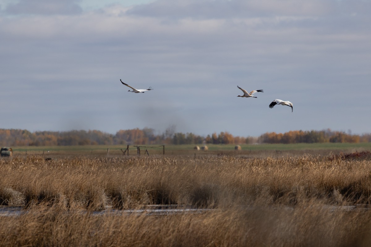 Whooping Crane - ML643500579