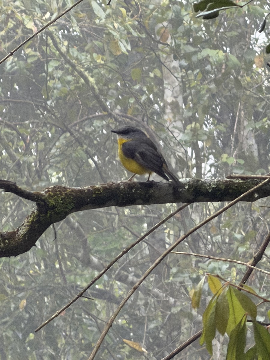 Eastern Yellow Robin - ML643500586
