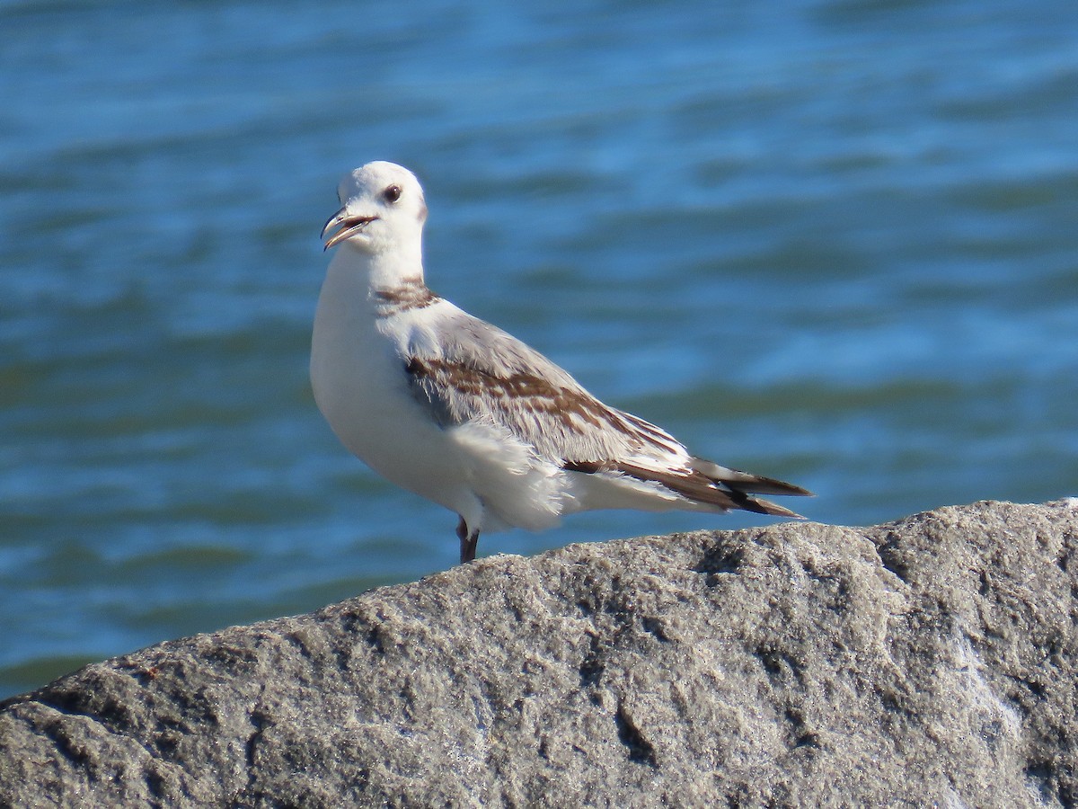 Black-legged Kittiwake - ML643500593