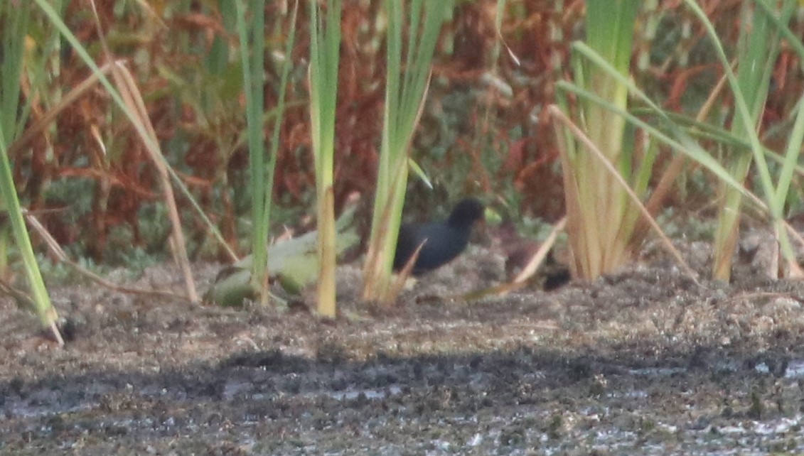 Black Crake - ML643500595