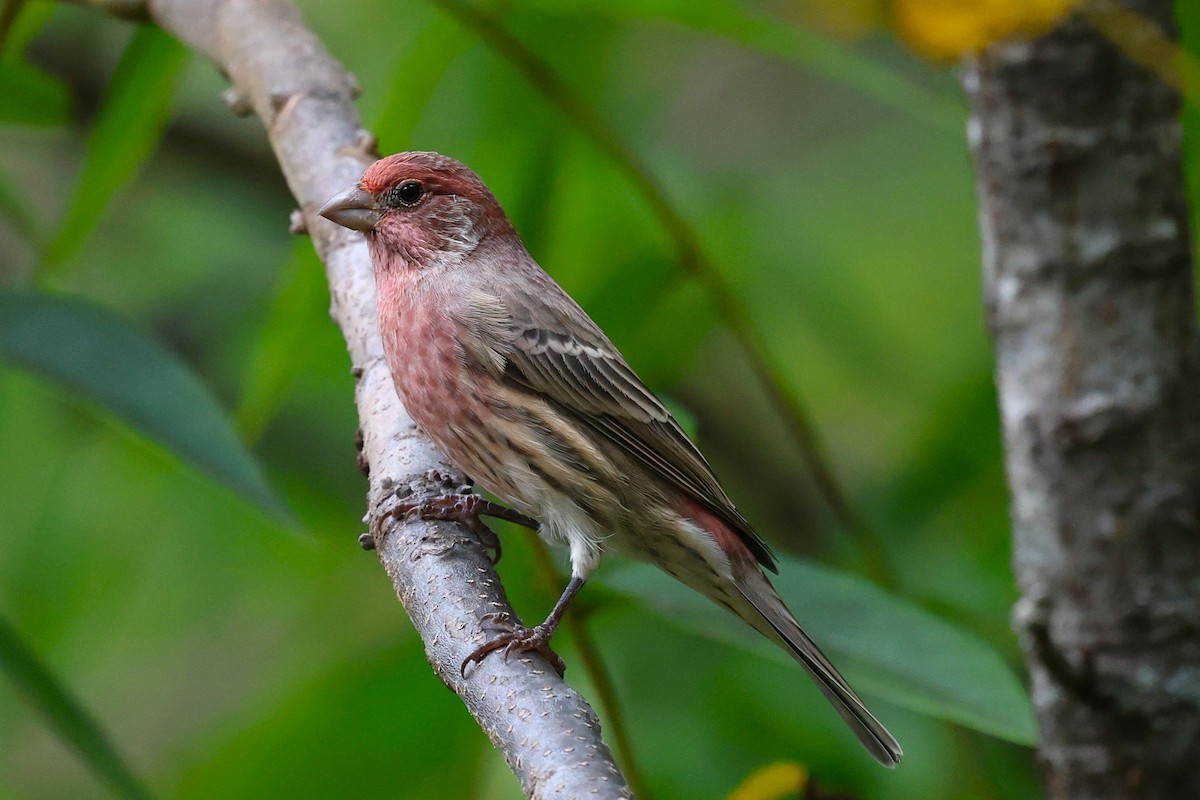 House Finch - ML643500598