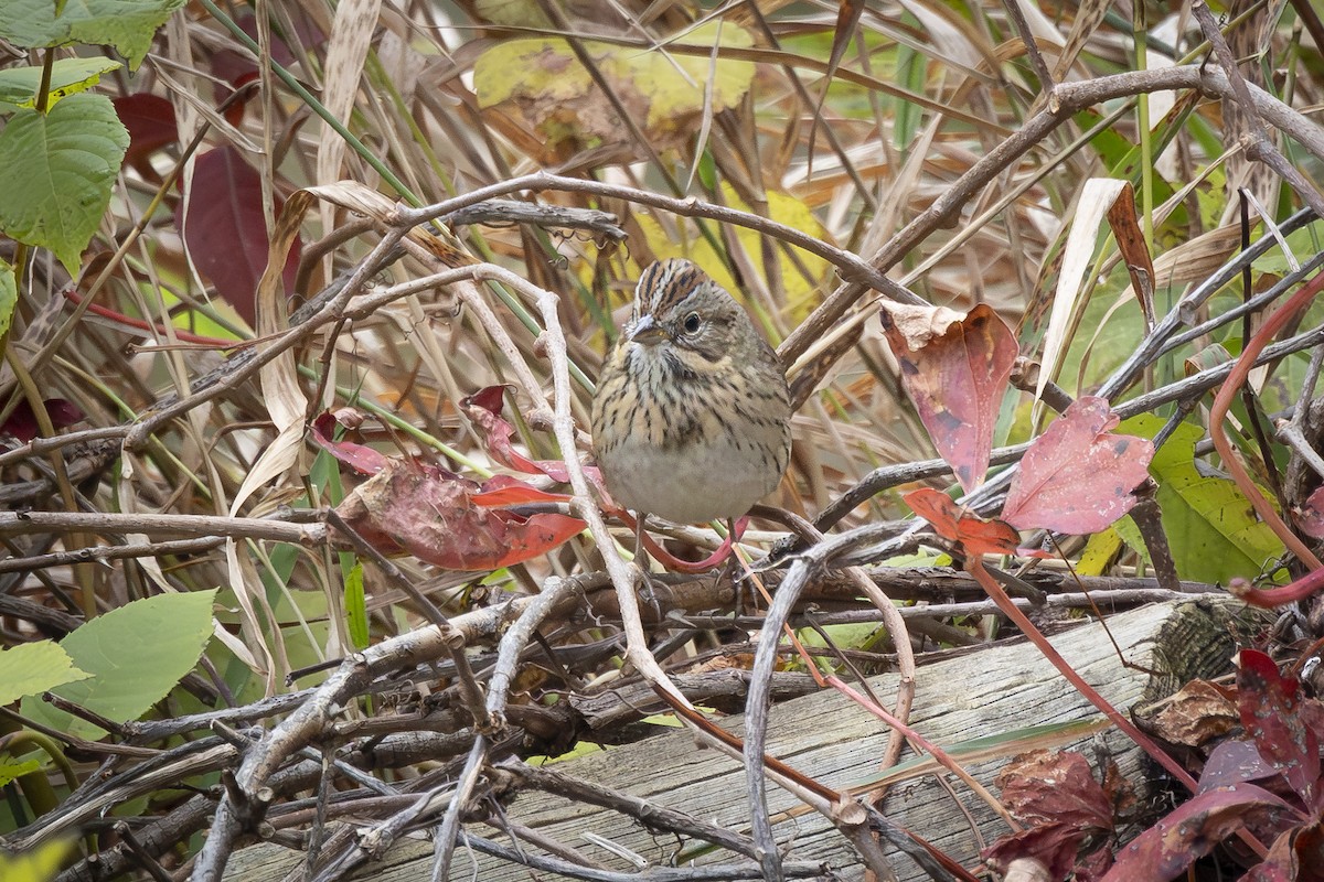 Lincoln's Sparrow - ML643500599