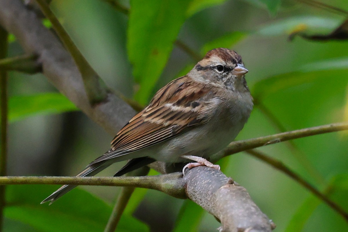 Chipping Sparrow - ML643500606