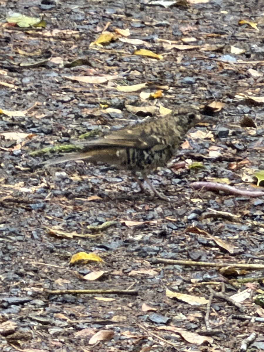 Russet-tailed Thrush - ML643500612