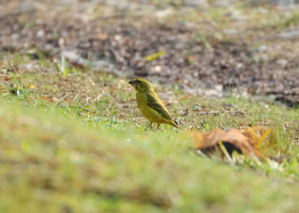 Brimstone Canary - ML643500633