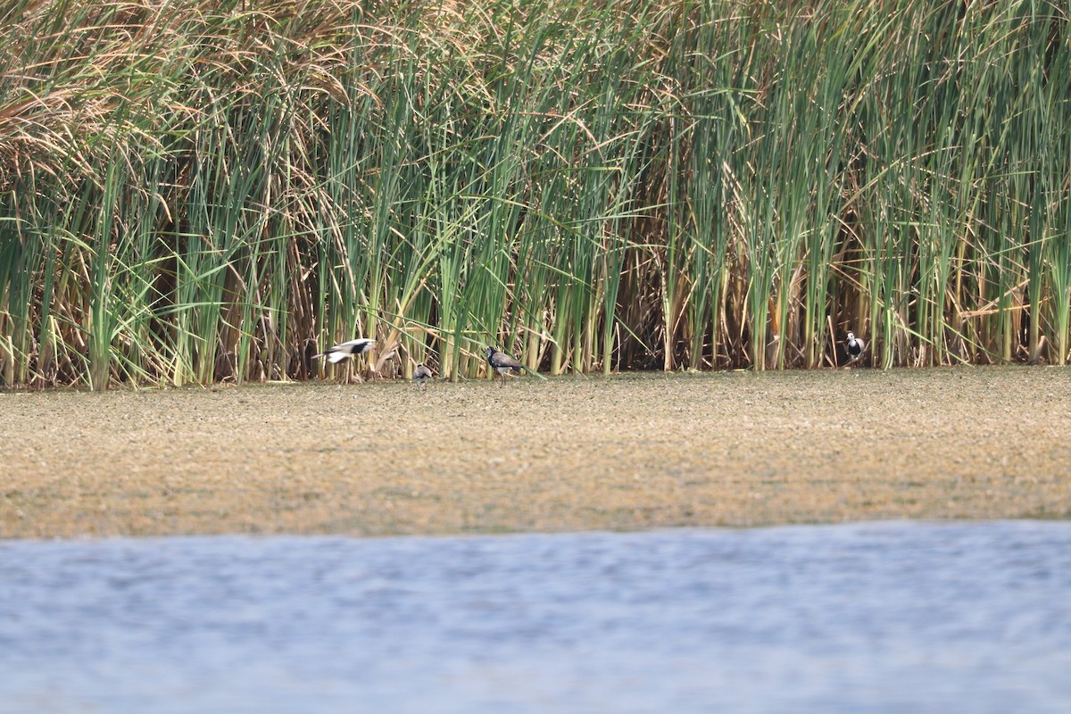 Long-toed Lapwing - ML643500634