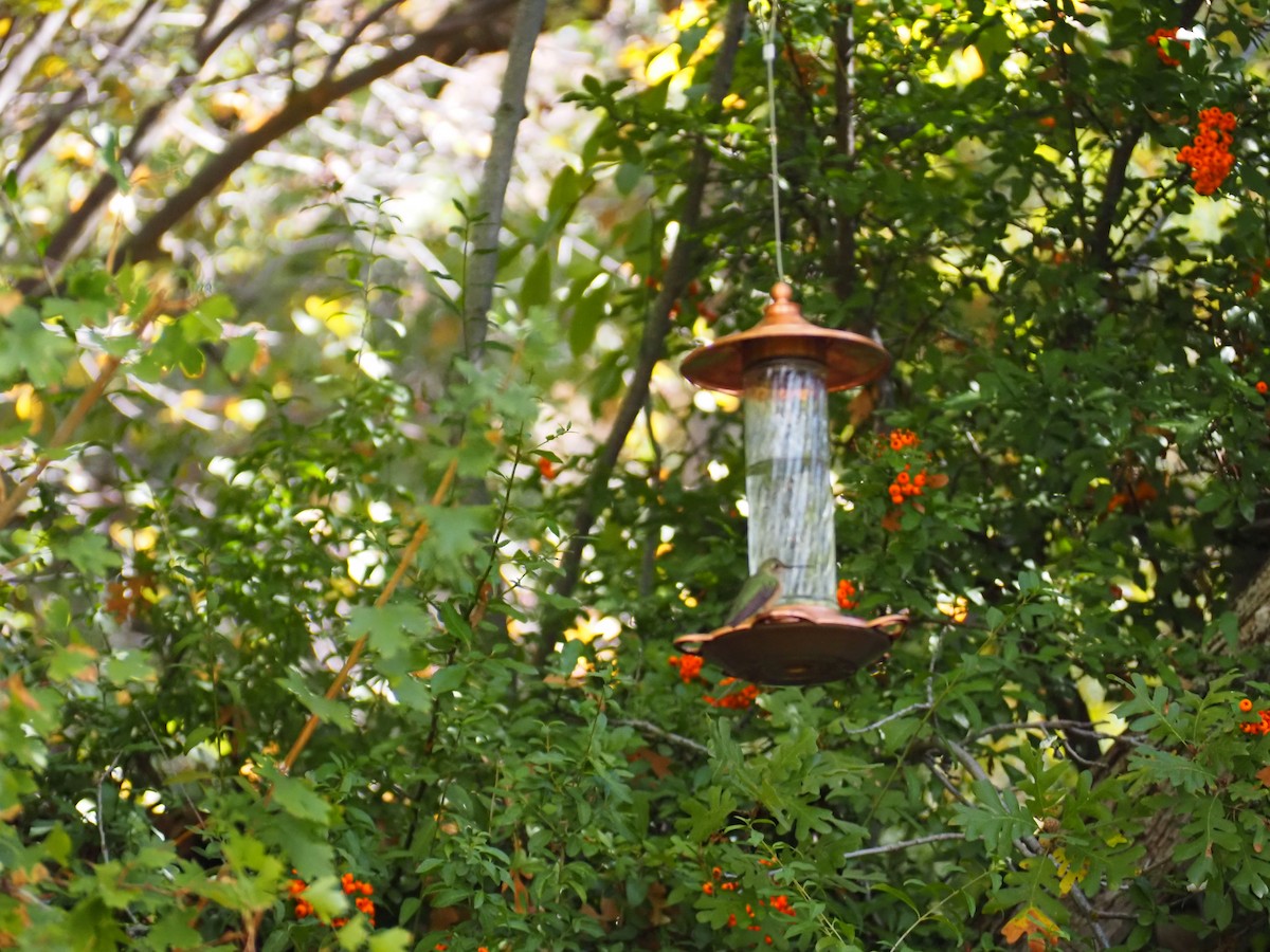Colibrí Coliancho - ML643500651