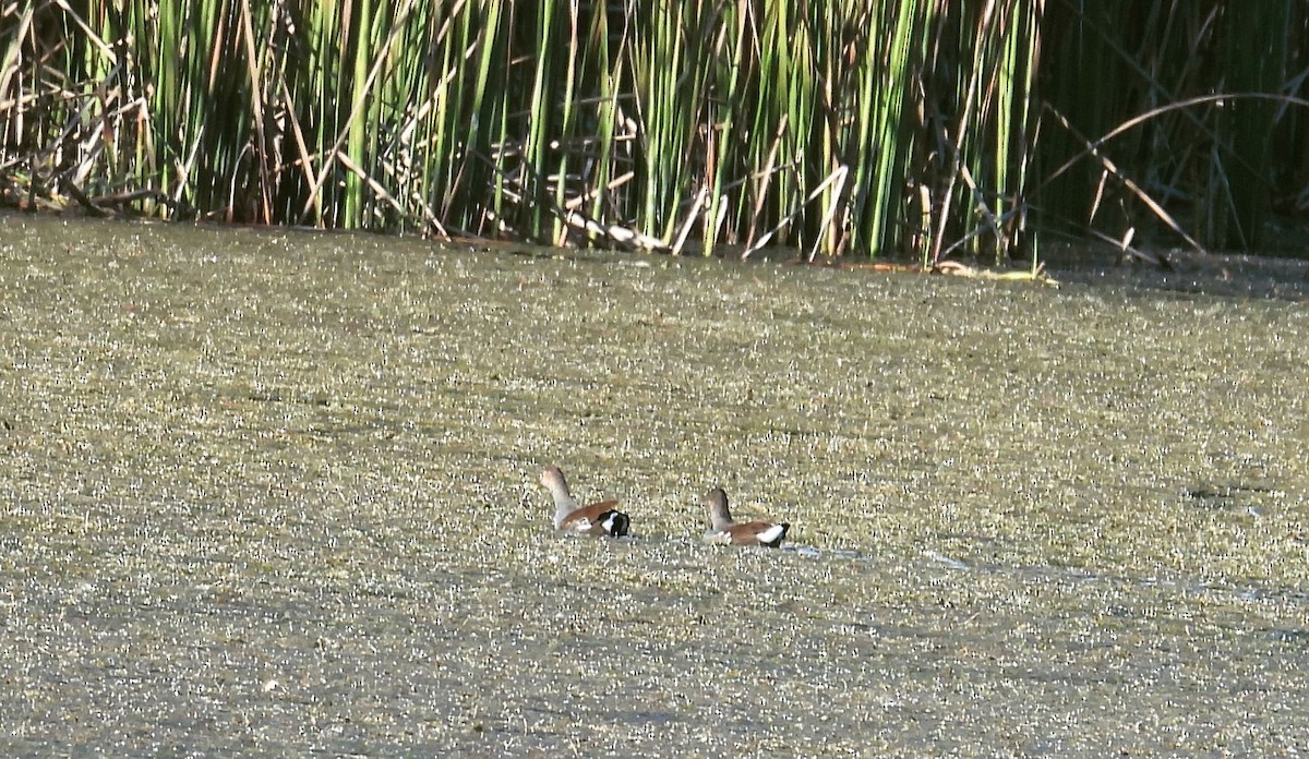 Gallineta Americana - ML643500655