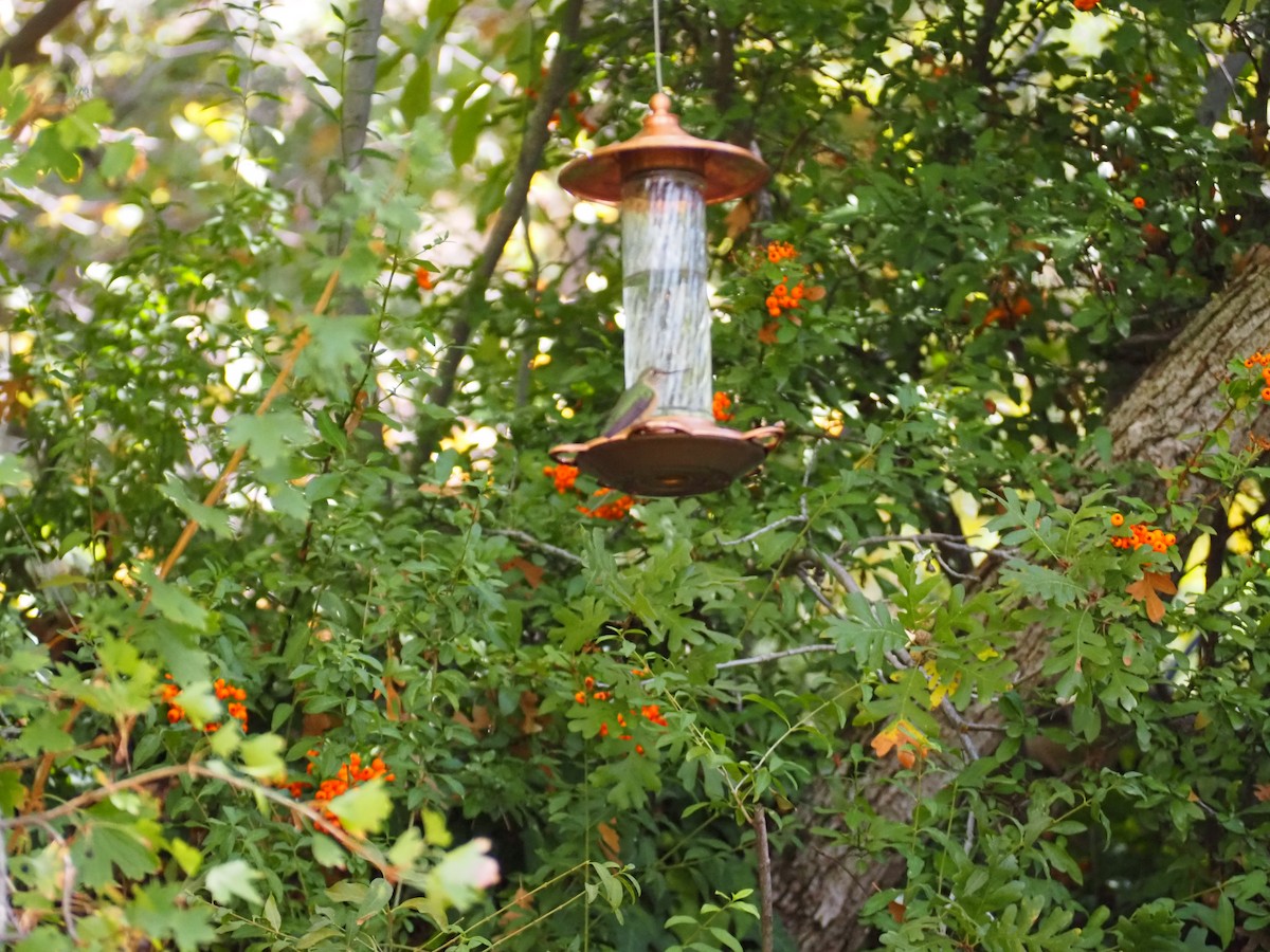 Colibrí Coliancho - ML643500656